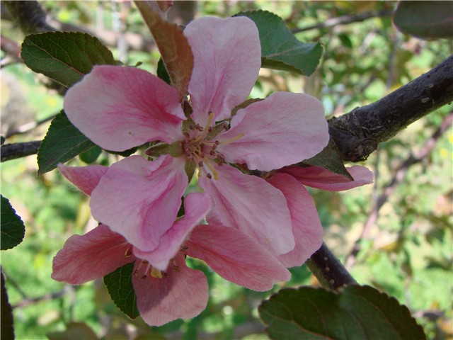 cvijet jabučice